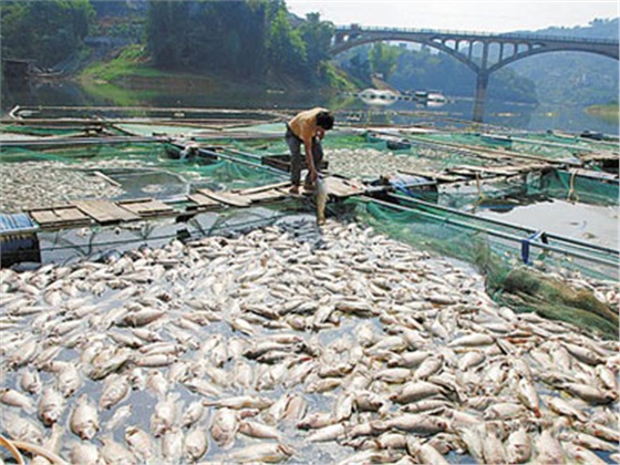 魚(yú)塘缺氧